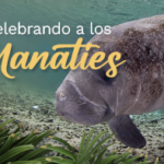 BannerWeb_Dia_Manates